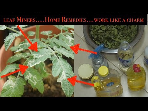 How to: Control Leaf Miner (A Complete Step by Step Guide) || Tomato & Eggplant Saved