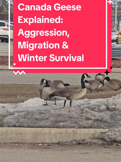 Understanding Canada Geese: Behavior and Winter Habits
