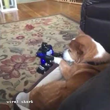 Robot toy vs dog