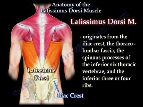 Anatomy Of The Latissimus Dorsi Muscle - Everything You Need To Know - Dr. Nabil Ebraheim