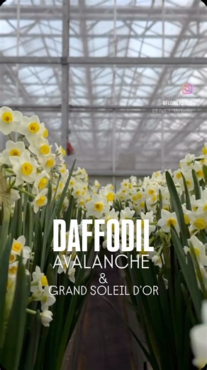 Another Behind the Scenes — this time at Narcissen Kwekerij WF Leenen. With Christmas just around the corner — less than three weeks to go — it’s the perfect moment to highlight these classic, seasonal Narcissus varieties that belong in every festive selection. And the best part? They’re limited and exclusively available through Holex Flower BV. Quantities are very small, so if you want to secure some of these beauties, make sure to contact your Holex account manager today. The varieties feature