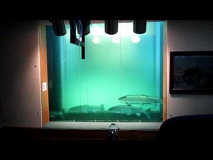 Fish Counting at Bonneville Dam