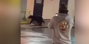 HEY BOO BOO: Bear cub spotted in uptown Greenville