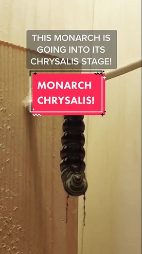 Monarch Butterfly Chrysalis Transformation