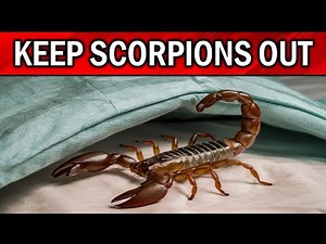 How to Get Rid of SCORPIONS in Your Yard & House Naturally (FAST EASY METHODS)