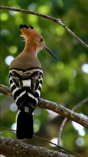 Madagascar Hoopoe: Witness Africa's Most Stunning Bird #shorts #birds #birdlovers #hoopoe #africa