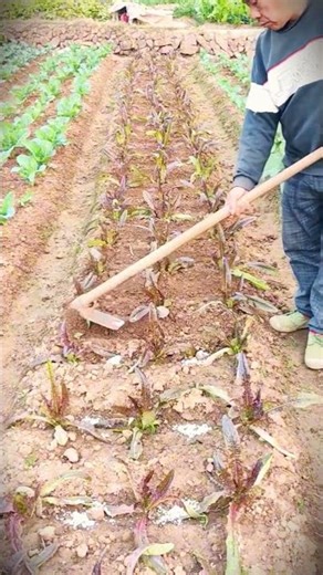 teknik penggemburan ladang selada panjang yang simpel #shorts