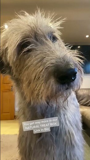 WOLF BITES Natural Treats for Healthy Dogs #wolfbites #naturaldogtreats