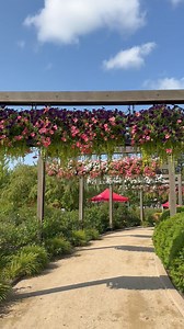 Wave Gardening petunias walk thru. Would you love this in your yard?! #petunias #wavepetunias | Sharkey's Greenhouses