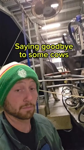 Saying goodbye to some cows | Georgefarmsnz