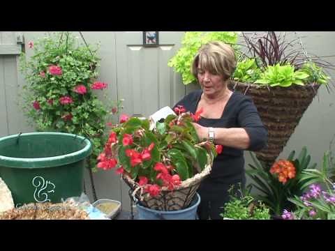 Hanging Basket of Begonias (Easy)