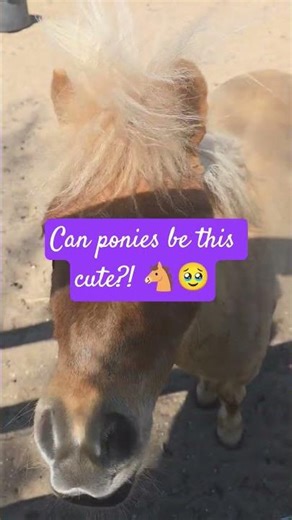 These Two Ponies Completely Stole the Show! 🐴❤️