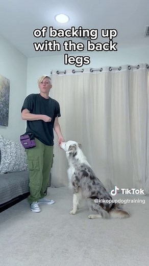 Fastest easiest way to teach a dog to STAND from a SIT with the FRONT feet stationary. You can use a platform for the from feet for precision. #dogtraining #chihuahua #bordercollie #terrier #obedience #heelwork #dogtraining #dogtrainingtips #dogtrainingadvice #positivereinforcementdogtraining #heelwork #positivetraining #dogtrainer