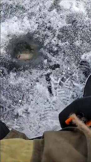 - 🎣 Ultimate Winter Fishing Tips: Roach Catching in Kiev's Garland Bay!