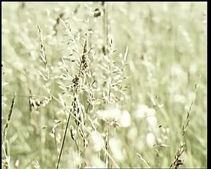 In unserem Post “Zurück in die Zukunft bei CLAAS” haben wir Euch einen historischen Mähdrescher vorgestellt. Ihr hab uns nach dem APOLLO gefragt. Heute haben wir ein Video des mobilen Grünfuttertrockners für Euch. Was denkt Ihr über den APOLLO? --- When we posted ”Back to the future“ with a historical combine harvester, you asked us about the APOLLO. Today we have a video of this mobile green fodder dryer for you. What do you think about the APOLLO? #CLAAS #APOLLO #oldtimer | CLAAS