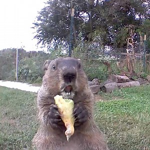 33K views · 4.3K reactions | The first viral video of Chunk circa. 2019. #chunkthegroundhog #viralvideo | Chunk The Groundhog | Facebook