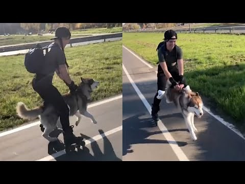 Husky Pulls Along Rollerblading Girl