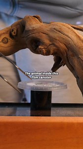 One of the most amazing animals in the world | Worcester Terrariums