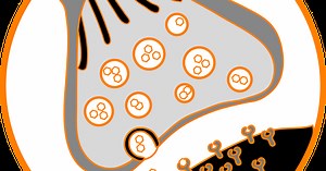 La transmission synaptique