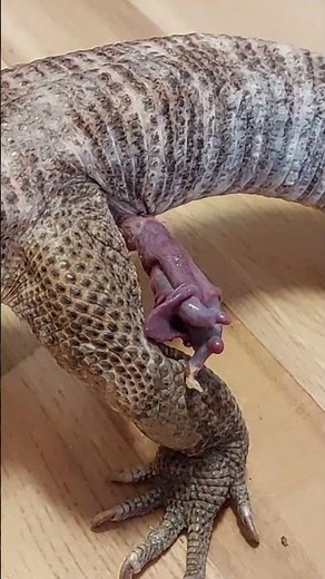 Monitor lizard hemipenal eversion