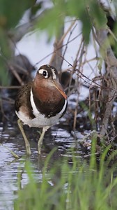 A pair of greater painted-snipe enjoying the newly formed puddles of the rain. #twigatravelafrica #snipe #birdwatching #waders #birdlife | Twiga Travel Africa