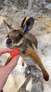 175K views · 5.1K reactions | It’s Watermelon Day! #animals #cuteanimals #wildlife | San Antonio Zoo | Facebook