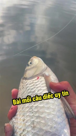 Bài Mồi Câu Diếc Truyền Thống Chất Lượng