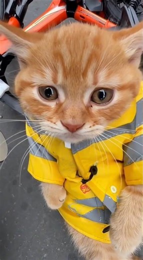 Bé mèo đáng thương biết khóc khi bị ăn hiếp