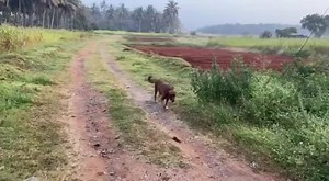 114K views · 2.1K reactions | Travelling to Chennai for Tamil Movie shooting❤️. Saajan Saji Cyriac k9 training School 9961310970. | Saajan Saji Cyriac | Facebook