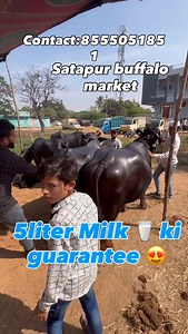 5 liter Milk 🥛 ki guarantee Satapur buffalo market #nizamabad #buffalomarket #satapur #explorepage #telanganamarkets #telanganabuffalomarket | Daily shaeer