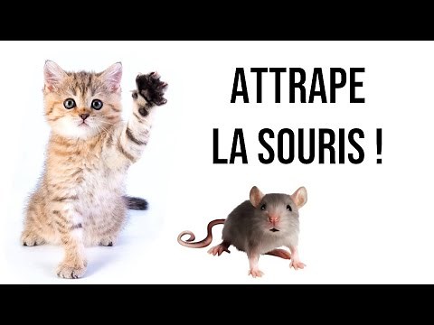 Jeu pour chats : Attrape la souris ! (Version 1H)