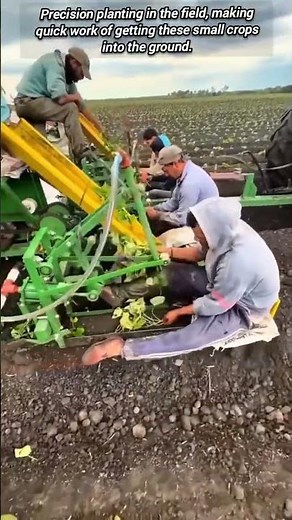 Efficient teamwork plants crops quickly using semi-automatic transplanter.