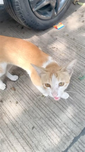 Who wins between Father & Son screaming & cuteness competition ❤️ Bhakti vs Duplicate 🐱 😻