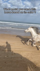 28K views · 320 reactions | What would you name this horse based on its color ? #horse #horses #horsesofinstagram #equestrian #horseriding #equine #pony #pferd #equestrianlife #horselove #dressage #horselover | Oussama_horserider | Facebook