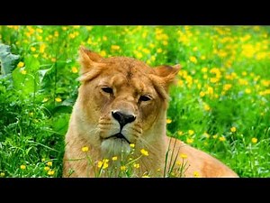 Forest Animals 4K Ultra HD | Jungle Safari Wildlife Relaxation Video with Nature Sounds