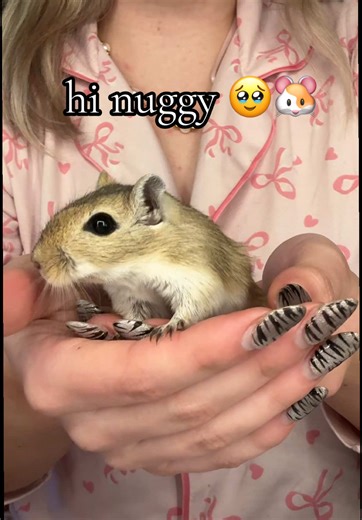Discovering My Favorite Time of Day with Gerbils