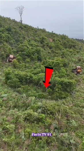 How Heavy Chains Are Used to Clear Forests in Seconds! | #shorts #forest #deforestation