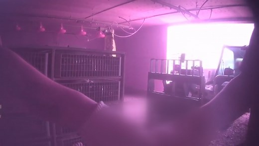 BC SPCA investigates alleged ‘brutal and sadistic’ treatment of chickens by Chilliwack company | Globalnews.ca