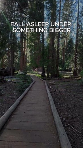 Deep Sleep Music To Fall Asleep Under The Redwoods
