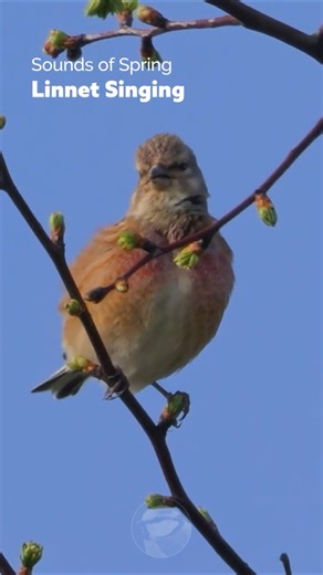 Birds Singing - Linnet's Spring Song #wildlife