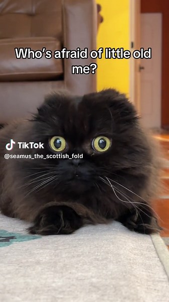 Who's Afraid of Little Old Me? Scottish Fold Cat Compilation