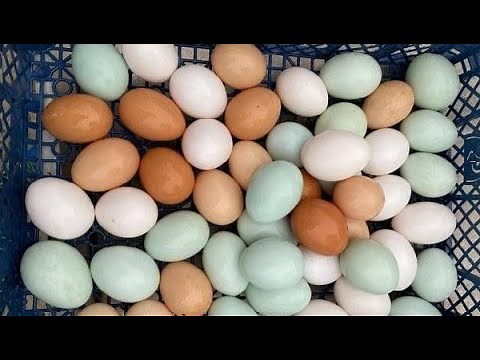 102# Les 5 meilleures races de poules pondeuses pour l'élevage familial