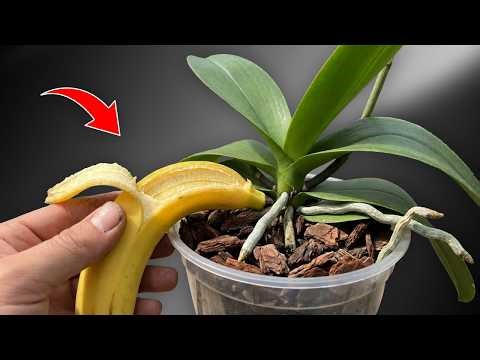 You only need 1 banana! And the orchids bloom like crazy all year round!