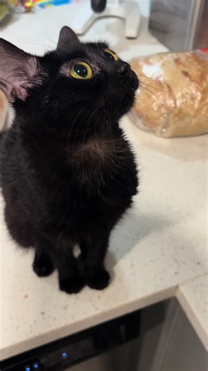 Adorable Cats and Their Playful Hand Grabs