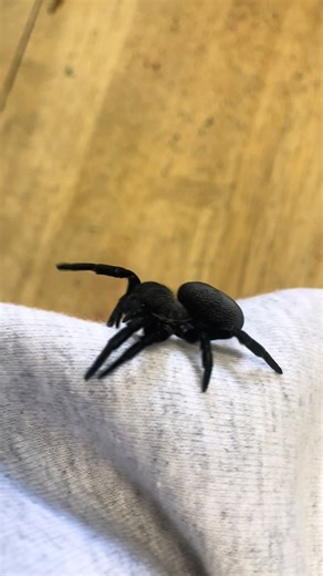 Discover the Velvet Spider: Nature's Unique Beauty