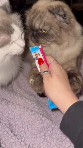 It’s the bear hug on the hand for me.. 😅 #ragdolls