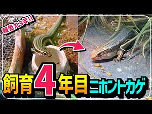 It's finally been four years since we started raising the Japanese grass lizard! We'll show you t...