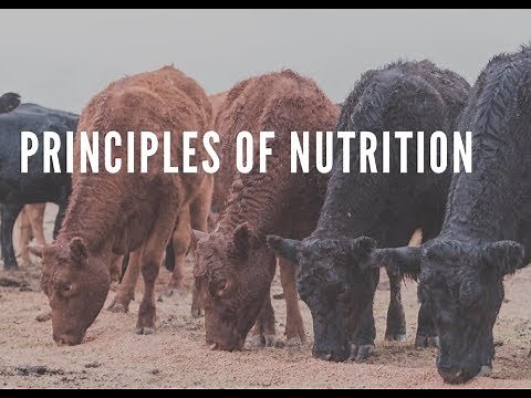 Practical feedlot seminar: Principles of nutrition
