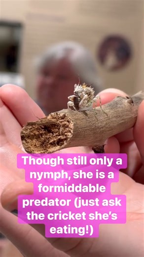 Missoula Butterfly House on Instagram: "You don’t have to travel all the way to Africa to see a Spiny Flower Mantis (Pseudocreobotra wahlbergi) - you can have a close encounter right here in Missoula, Montana! Plan your visit at missoulabutterflyhouse.org #missoulabutterflyhouse"