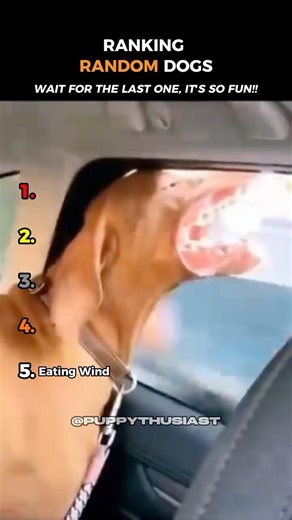 Ranking Random Dogs!! #shorts